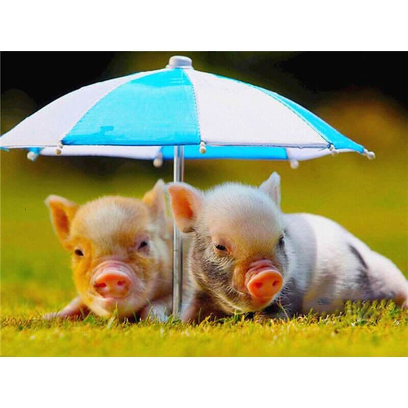 Varkens onder parasol