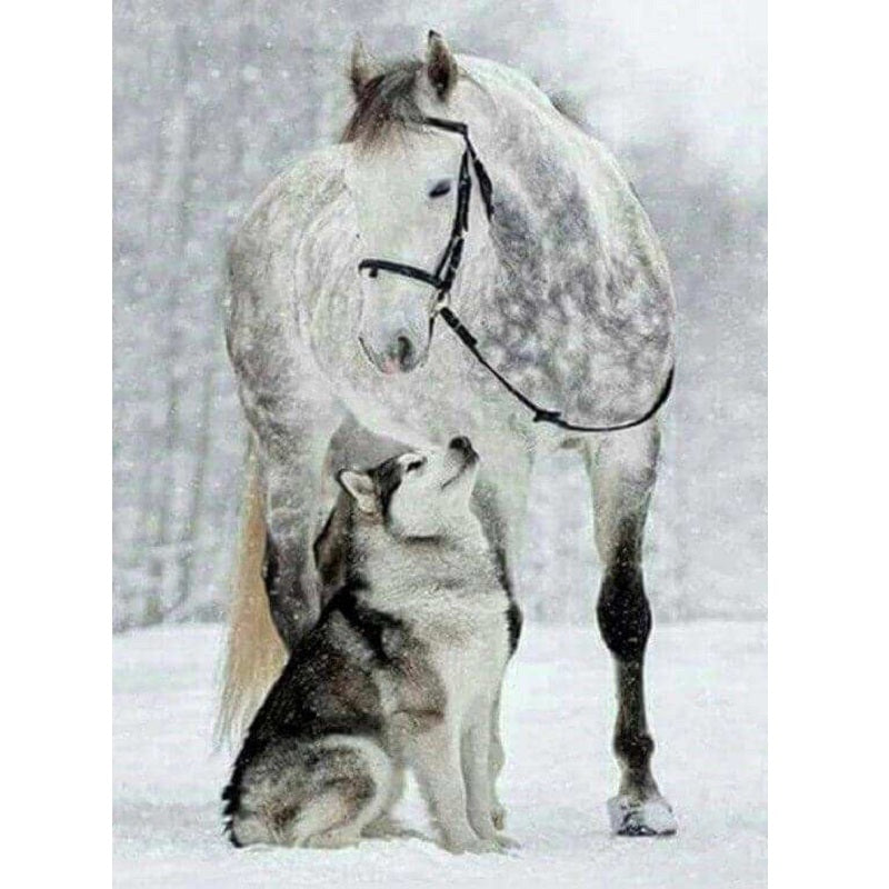 Paard en wolf
