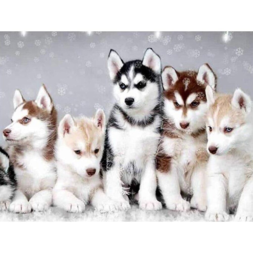 Husky puppy's