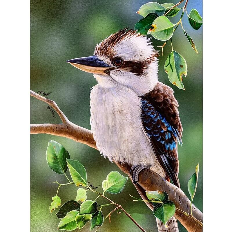Kookaburra vogel
