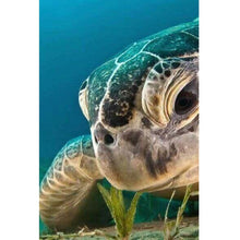 Foto laden in Gallery viewer, Schildpad