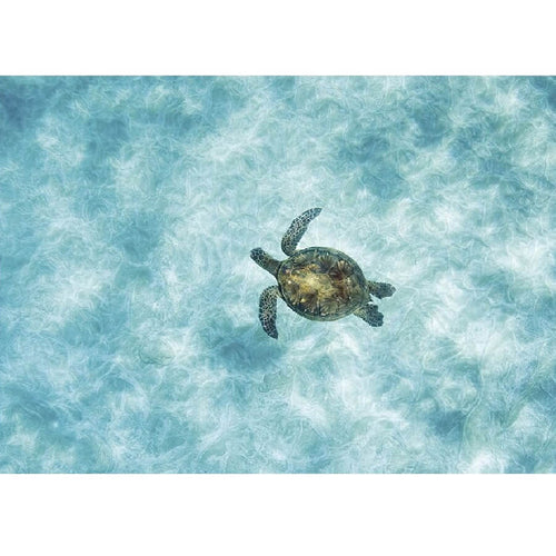 Schildpad in het water