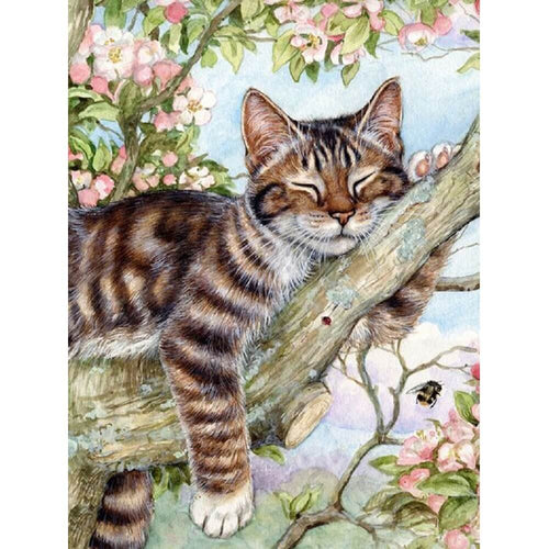 Slapende kat