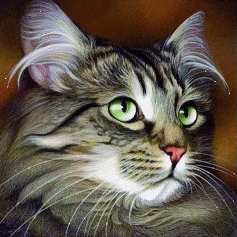 Bruine kat Diamond painting | Eigen foto | Dieren | Kopen | Dikke dames | Action | Nederland | Steentjes | Diamant | De Diamond Painter