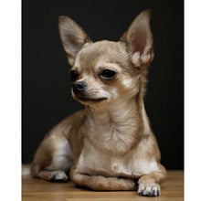 Foto laden in Gallery viewer, Chihuahua