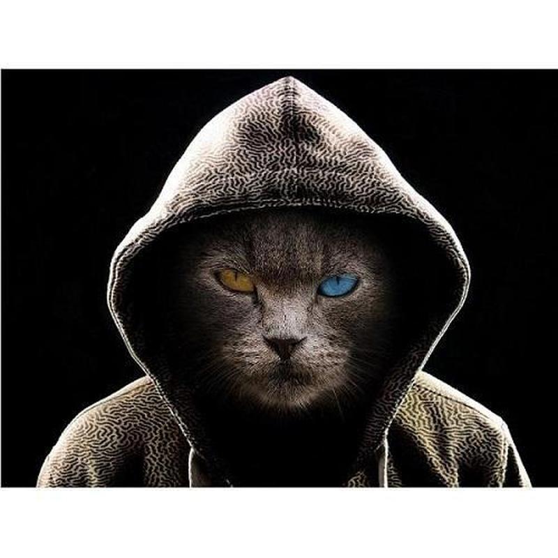 Coole kat met hoodie Diamond painting | Eigen foto | Dieren | Kopen | Dikke dames | Action | Nederland | Steentjes | Diamant | De Diamond Painter