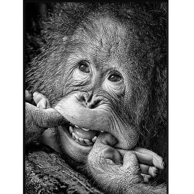 Grappige aap Diamond painting | Eigen foto | Dieren | Kopen | Dikke dames | Action | Nederland | Steentjes | Diamant | De Diamond Painter