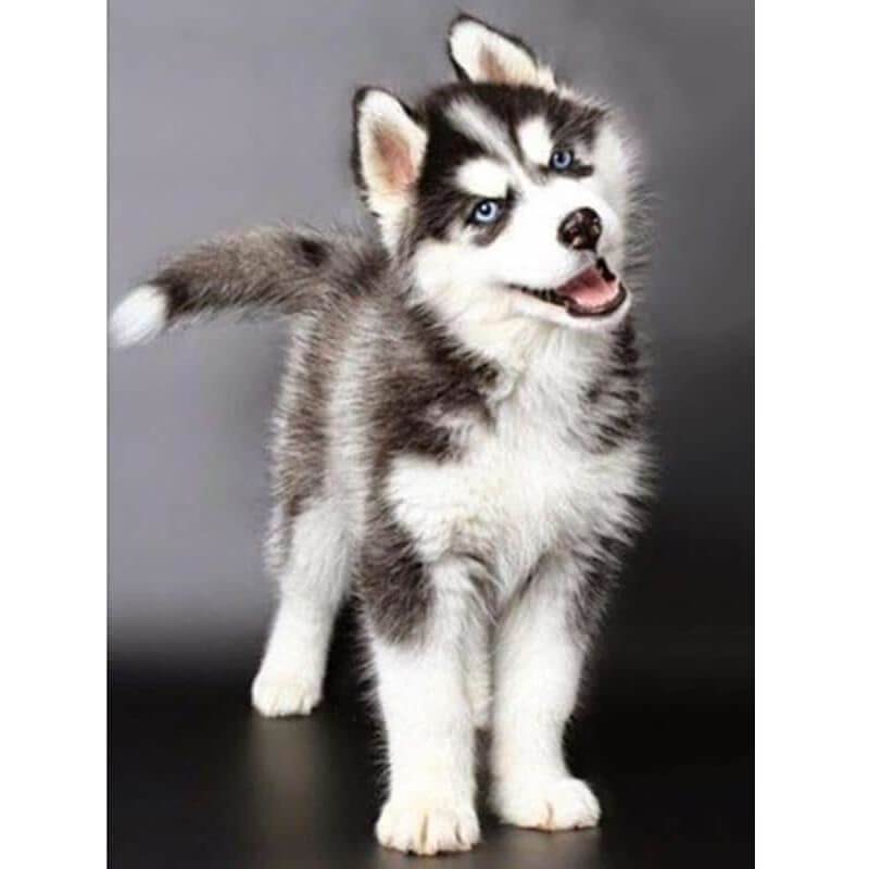 Husky puppy Diamond painting | Eigen foto | Dieren | Kopen | Dikke dames | Action | Nederland | Steentjes | Diamant | De Diamond Painter