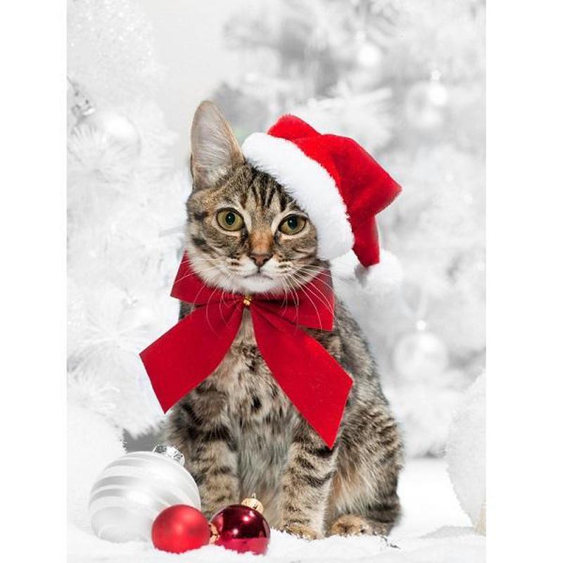 Kerst kat Diamond painting | Eigen foto | Dieren | Kopen | Dikke dames | Action | Nederland | Steentjes | Diamant | De Diamond Painter