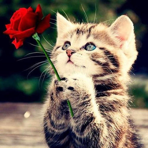 Kitten met roos Diamond painting | Eigen foto | Dieren | Kopen | Dikke dames | Action | Nederland | Steentjes | Diamant | De Diamond Painter