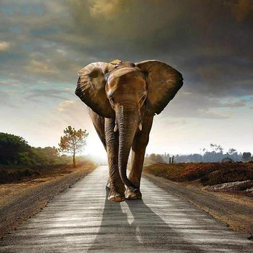Olifant op pad Diamond painting | Eigen foto | Dieren | Kopen | Dikke dames | Action | Nederland | Steentjes | Diamant | De Diamond Painter