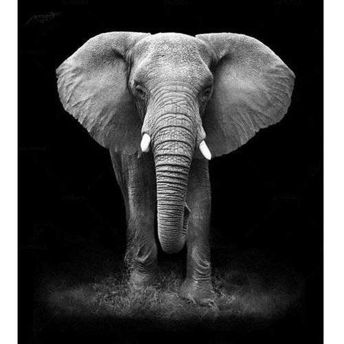 Olifant zwart/wit Diamond painting | Eigen foto | Dieren | Kopen | Dikke dames | Action | Nederland | Steentjes | Diamant | De Diamond Painter
