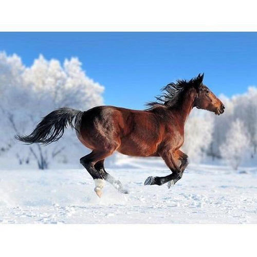 Paard in de sneeuw Diamond painting | Eigen foto | Dieren | Kopen | Dikke dames | Action | Nederland | Steentjes | Diamant | De Diamond Painter