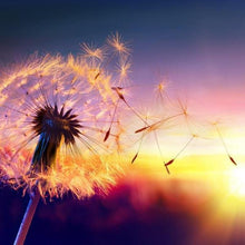 Foto laden in Gallery viewer, Paardenbloem zonsondergang Diamond painting | Eigen foto | Dieren | Kopen | Dikke dames | Action | Nederland | Steentjes | Diamant | De Diamond Painter