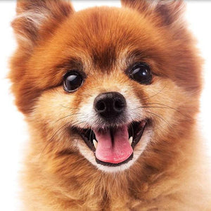 Puppy Diamond painting | Eigen foto | Dieren | Kopen | Dikke dames | Action | Nederland | Steentjes | Diamant | De Diamond Painter