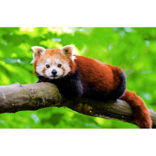 Foto laden in Gallery viewer, Rode panda Diamond painting | Eigen foto | Dieren | Kopen | Dikke dames | Action | Nederland | Steentjes | Diamant | De Diamond Painter