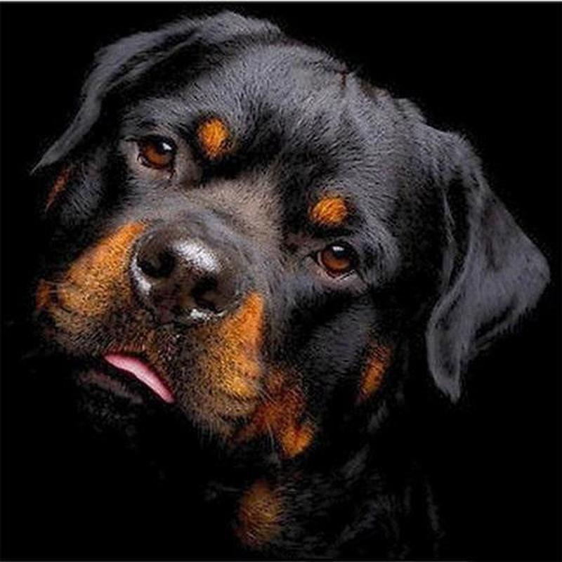 Rottweiler | Diamond painting – De Diamond Painter
