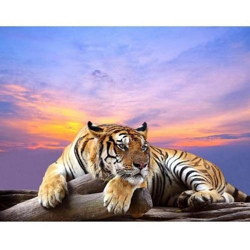 Tijger bij zonsondergang Diamond painting | Eigen foto | Dieren | Kopen | Dikke dames | Action | Nederland | Steentjes | Diamant | De Diamond Painter