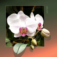 Foto laden in Gallery viewer, 3D bloemen | 11 soorten