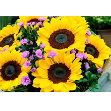 Foto laden in Gallery viewer, Zonnebloemen Diamond painting | Eigen foto | Dieren | Kopen | Dikke dames | Action | Nederland | Steentjes | Diamant | De Diamond Painter